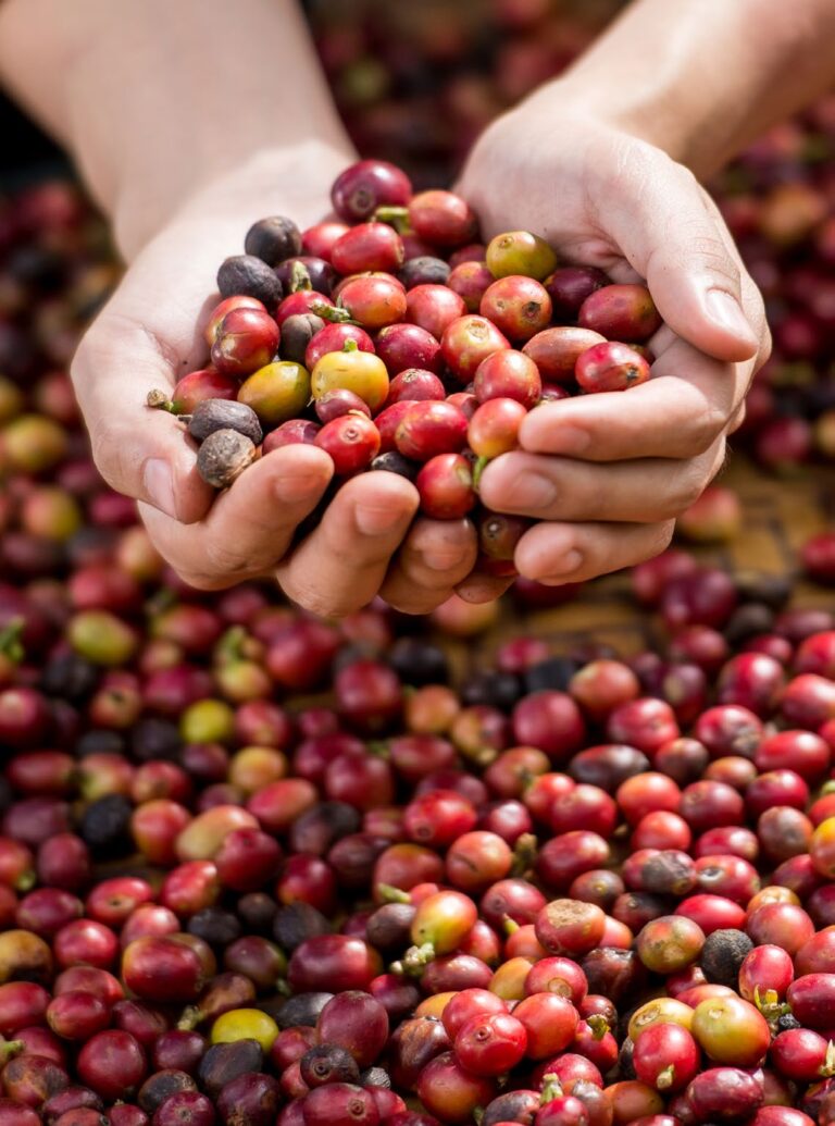 Coffee Commodity - PT Perkebunan Nusantara