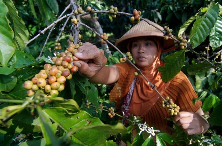 Buah-buah yang telah masak menjadi prioritas untuk dipetik, Kamis (15/12). ANTARA FOTO/Aditya Pradana Putra/16.