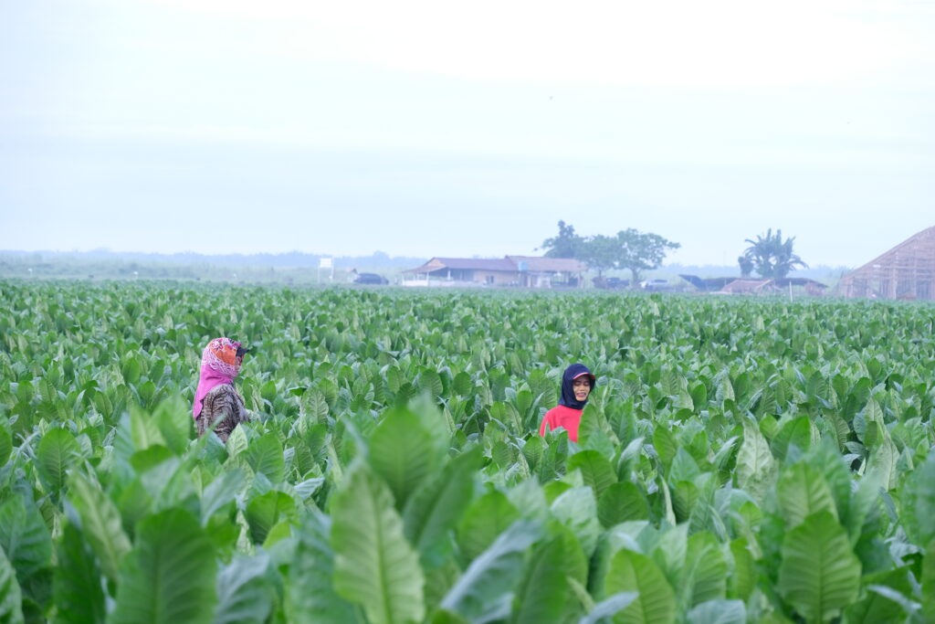 Deli Nusantara Tobacco