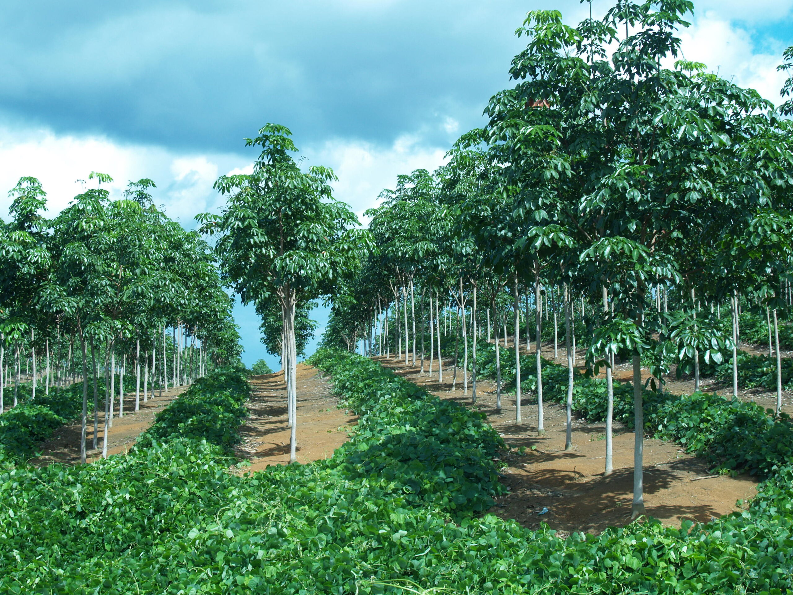 Kebun Karet Ketahun Bengkulu